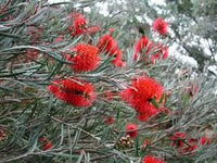 Graines Callistemon phoeniceus, Goupillon écarlate