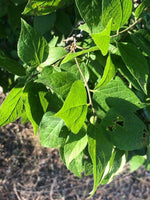 Graines Celtis tenuifolia, Micocoulier nain