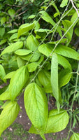 Graines Celtis tenuifolia, Micocoulier nain