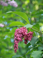 Graines Syringa komarowii var. reflexa, Lilas penché