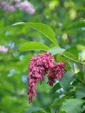 Graines Syringa komarowii var. reflexa, Lilas penché