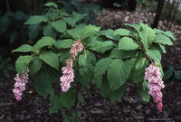 Graines Syringa komarowii var. reflexa, Lilas penché