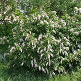 Graines Syringa komarowii var. reflexa, Lilas penché