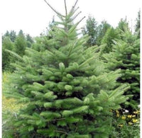 Graines Abies bornmuelleriana, Sapin de Turquie