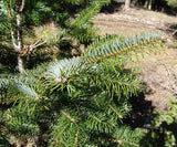 Graines Abies bornmuelleriana, Sapin de Turquie