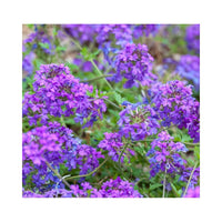 10 Graines Verbena Canadensis "Toronto Silver Pink", Verveine du Canada