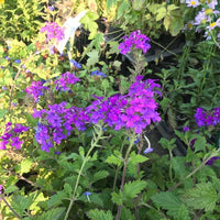 10 Graines Verbena Canadensis "Toronto Silver Pink", Verveine du Canada