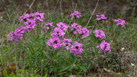 10 Graines Verbena Canadensis "Toronto Silver Pink", Verveine du Canada