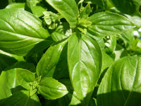 30 Graines de Basilic Genovese,  Ocimum basilicum