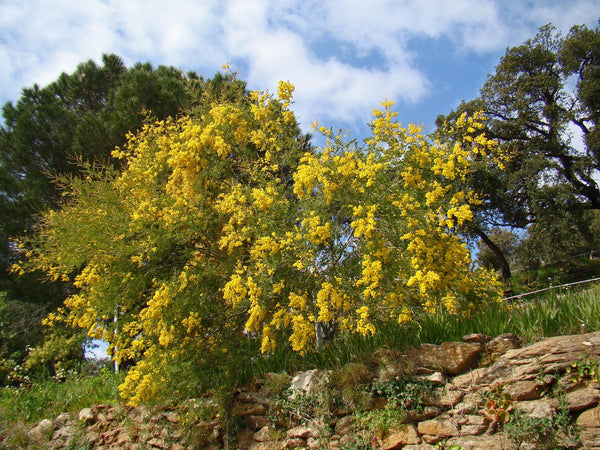 Graines Acacia spectabilis, Mimosa Splendide