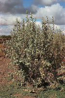 Graines Chalef argenté, Elaeagnus commutata