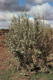 Graines Chalef argenté, Elaeagnus commutata