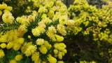 Graines Acacia riceana, Mimosa de Ricé