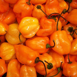 20 Graines de Piment Habanero Orange