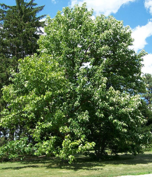 Graines Magnolia acuminata