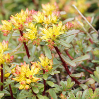 30 Graines Sedum floriferum