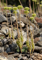 30 Graines Sedum sediforme, Orpin de Nice