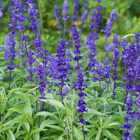 Graines Salvia farinacea "Victoria Blue", Sauge farineuse