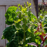 25 Graines Atriplex hortensis, Arroche des jardins "Plume Verte"