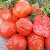 20 Graines de Tomate de Plein Champ Alka, Solanum lycopersicum