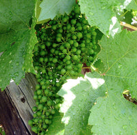 Graines de Vigne, Vitis Vinifera