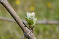 Graines de Vigne, Vitis Vinifera