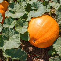 15 Graines de Potiron Bambino, Cucurbita maxima