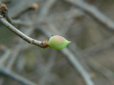 Graines Commiphora wightii, Gugulon, Guggulu, Myrrhe Indienne, Arbre à Myrrhe