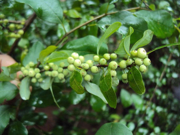 Graines Commiphora wightii, Gugulon, Guggulu, Myrrhe Indienne, Arbre à Myrrhe