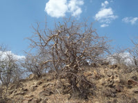 Graines Commiphora wightii, Gugulon, Guggulu, Myrrhe Indienne, Arbre à Myrrhe