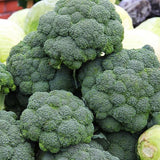 50 Graines de Chou Brocoli Calabrese, Brassica oleracea