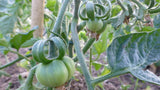 40 Graines de Tomate Marmande, Solanum lycopersicum