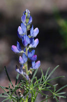 3 Graines de Lupinus angustifolius, Lupin bleu