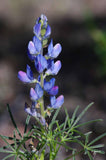 3 Graines de Lupinus angustifolius, Lupin bleu