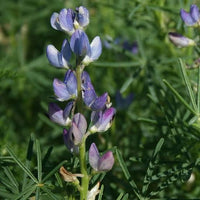 7 Graines de Lupinus angustifolius, Lupin bleu