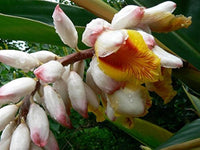 Graines de Gingembre, Alpinia Malaccensis