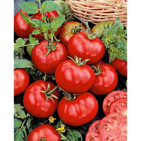 20 Graines de Tomate Cherry Betalux, Solanum lycopersicum