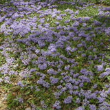 Graines Ceanothus prostratus, Céanothe prostré