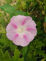 10 Graines d'Ipomée Rose Fleur Grimpante Ipomoea purpurea morning glory volubilis