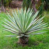 Graines de Agave Sisalana, Sisal