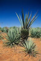 Graines de Agave Sisalana, Sisal