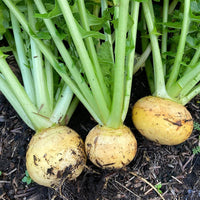 50 Graines de Navet Jaune d'or Golden Ball, Brassica Rapa