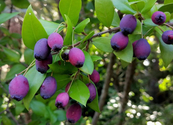 Graines de Myrte commun, Myrtus communis