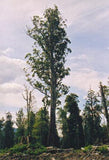 Graines Eucalyptus Regnans, Gommier royal