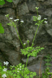 100 Graines de Cerfeuil, Anthriscus Cerefolium