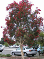 Graines Melaleuca Viridiflora Red