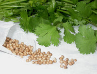 Graines de Coriandre Marocaine Coriandrum sativum Persil Arabe Herbe Aromatique