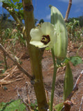 Graines de Gombo Rouge, Abelmoschus esculentus