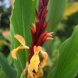 Graines de Cautleya Spicata, Gingembre de l'Himalaya