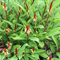 Graines de Cautleya Spicata, Gingembre de l'Himalaya